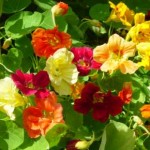 Heirloom Dwarf Jewel Nasturtium