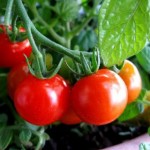 Heirloom Red Cherry Tomatoes