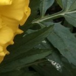 cropped-Bagdad-Spring-2013-Insect-on-Flower1.jpg